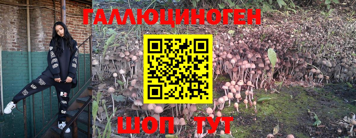 Псилоцибиновые грибы Psilocybine cubensis Муравленко